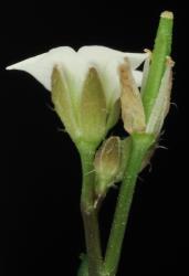 Cardamine caesiella. Side view of flower.
 Image: P.B. Heenan © Landcare Research 2019 CC BY 3.0 NZ